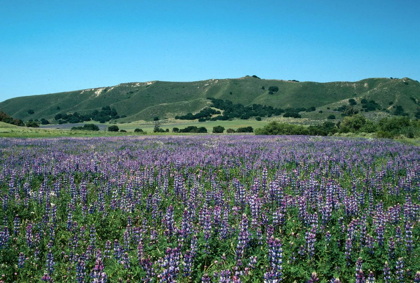 Los Alamos Ranch (Lupine)
