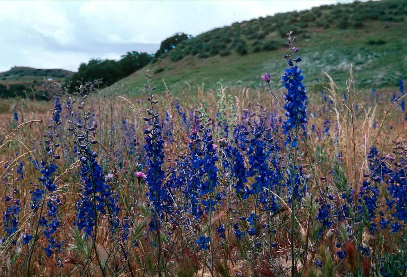 Larkspur, Cottonwood