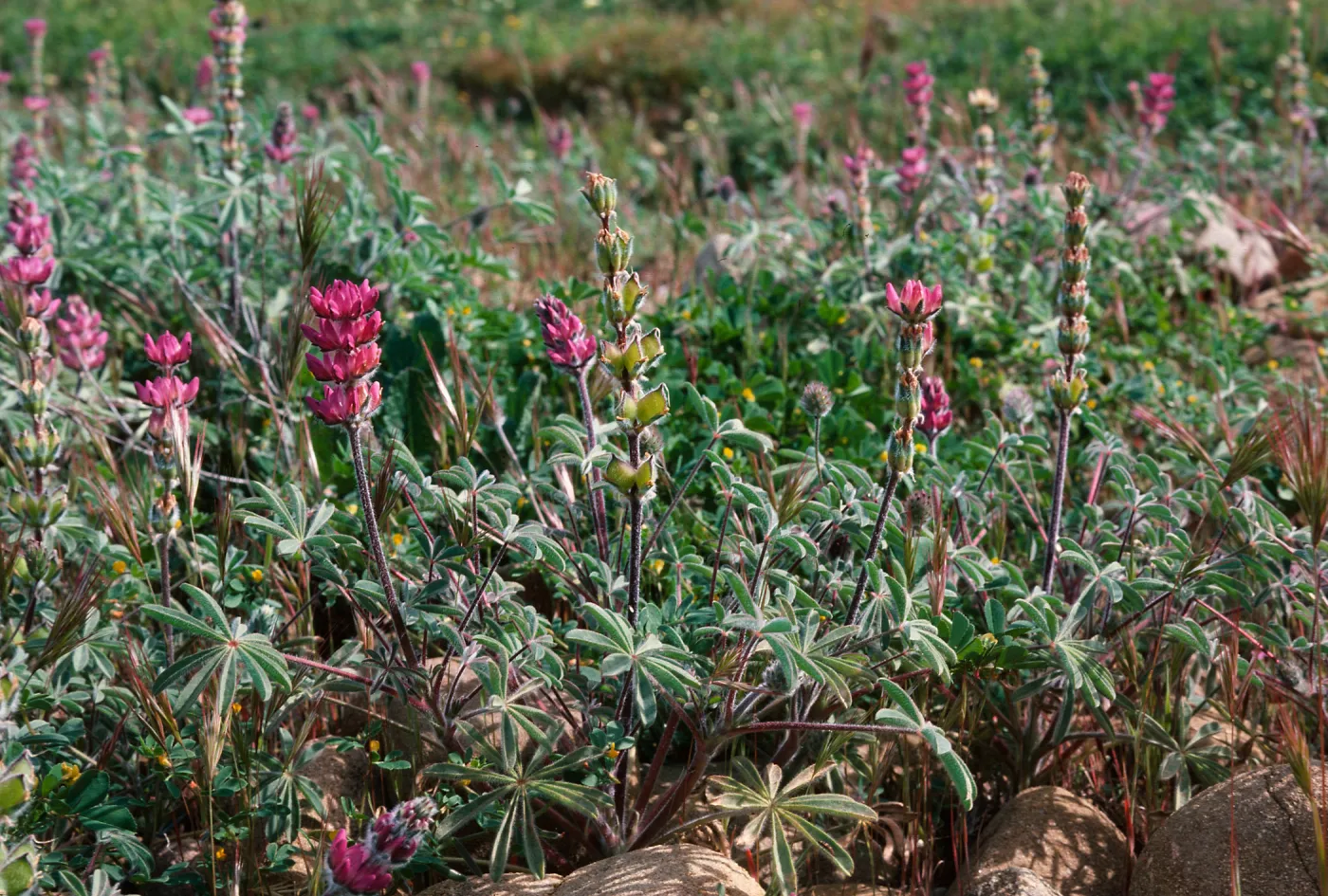 Lupinus subvexus, Cottonwood