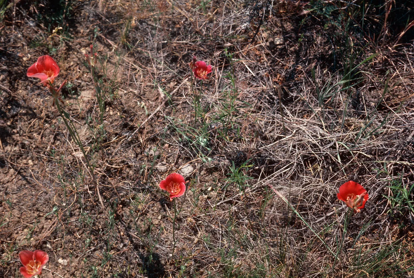 Calochortus, Mount Pinos
