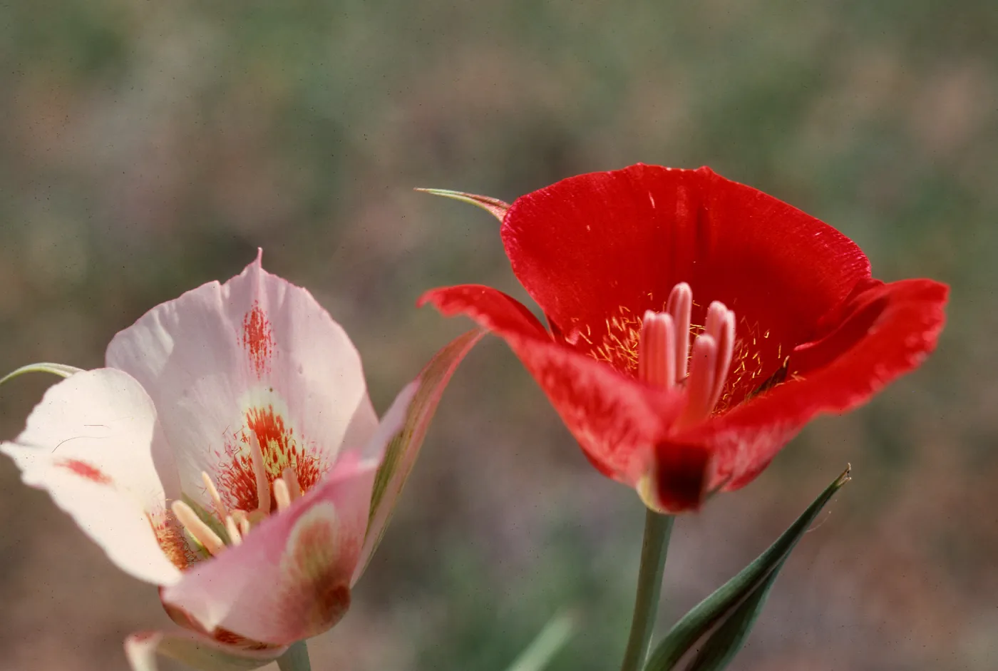 Calochortus, Mount Pinos