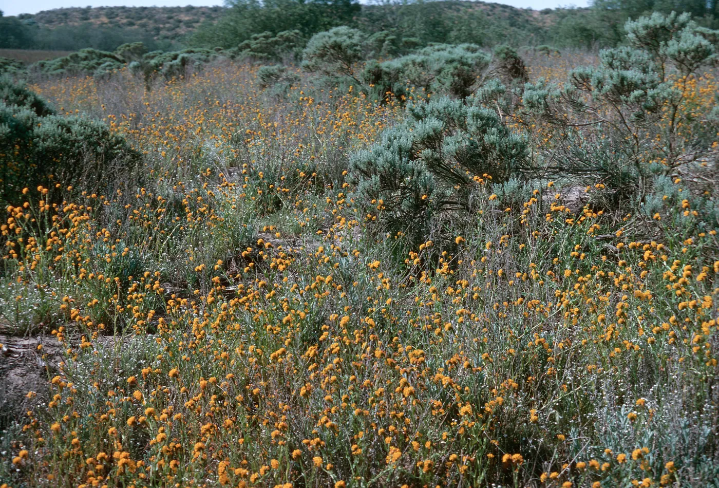 Dune Lakes