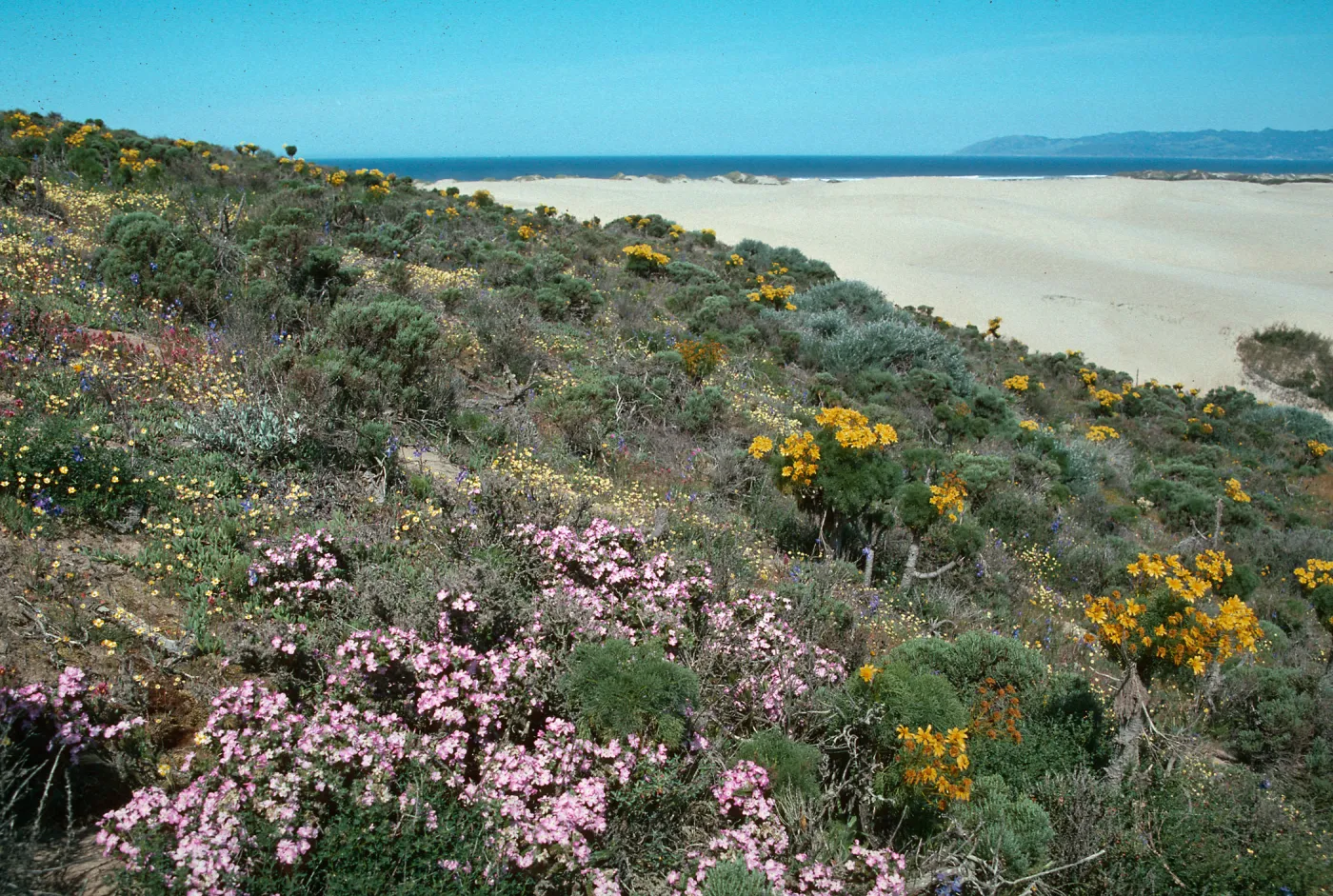 Coreopsis hill, Oso Flaco Beach
