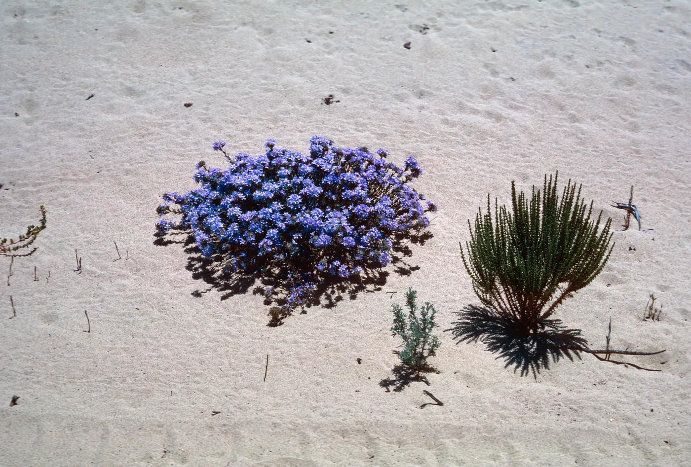 Guadalupe Dunes
