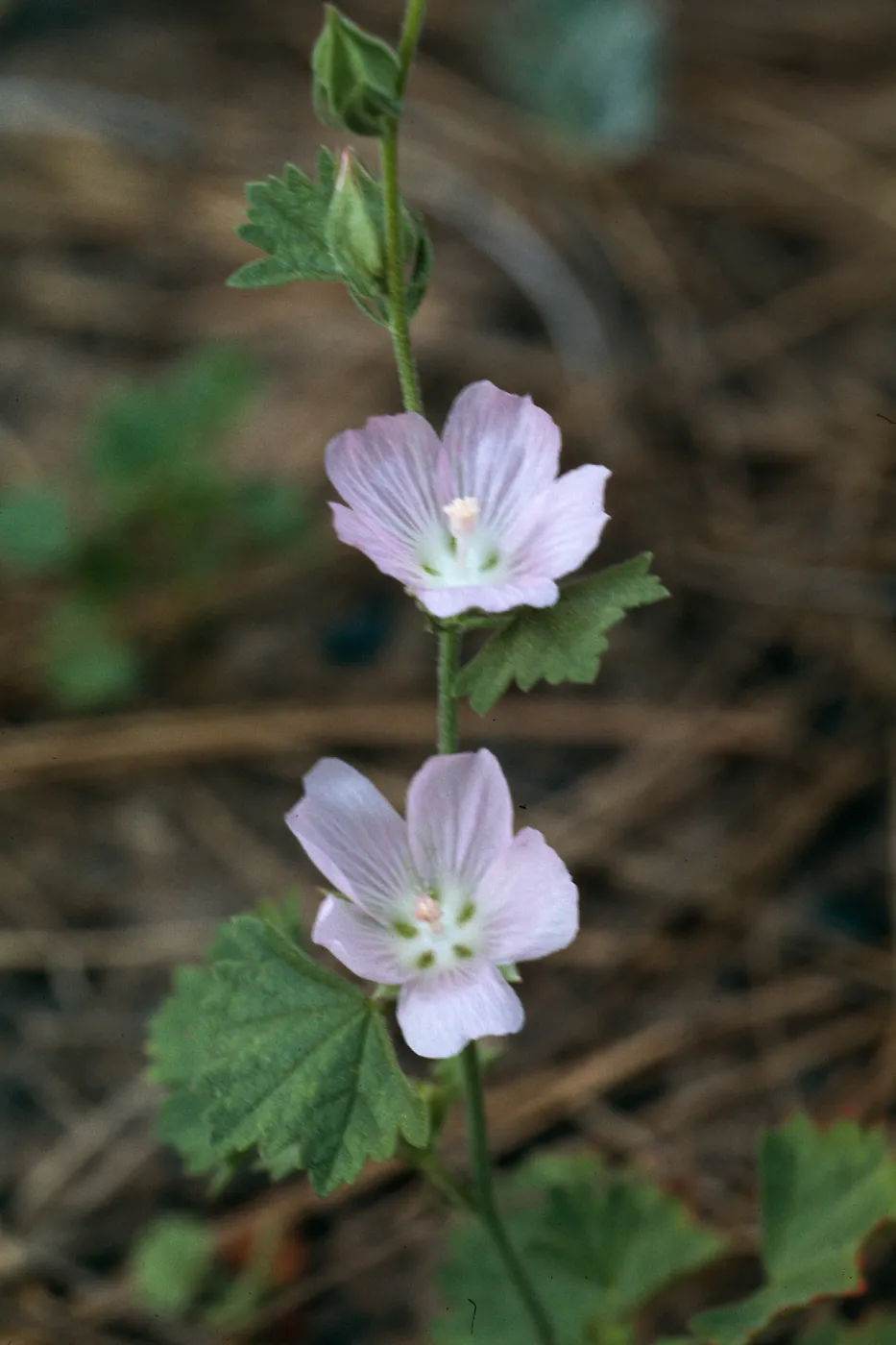 Sidalcea hickmanii subsp. parishii, Hiway 58, burn, American Canyon, San Luis Obispo County