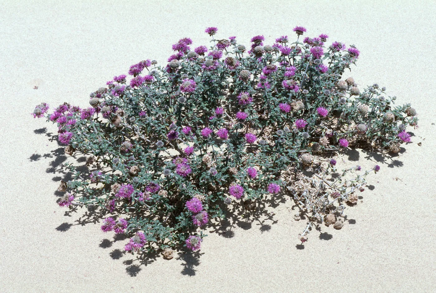 Monardella crispa, Guadalupe dunes