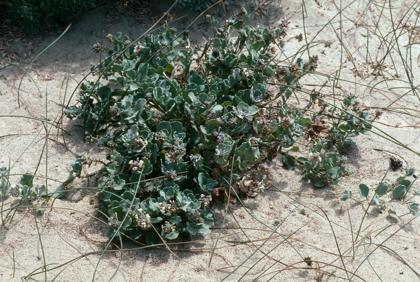 Dithyrea maritima, Spectaclepod, Guadalupe dunes