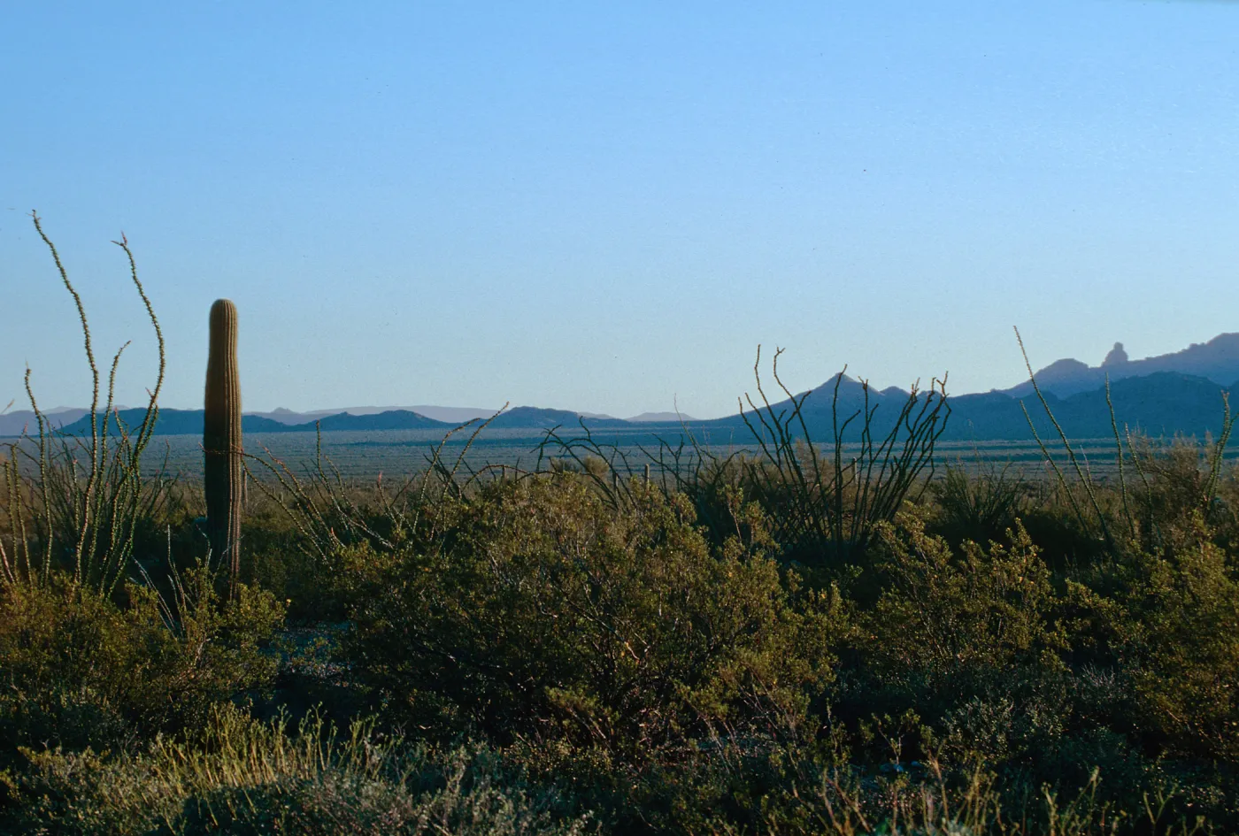 Organ Pipe Cactus Nat. Monument
