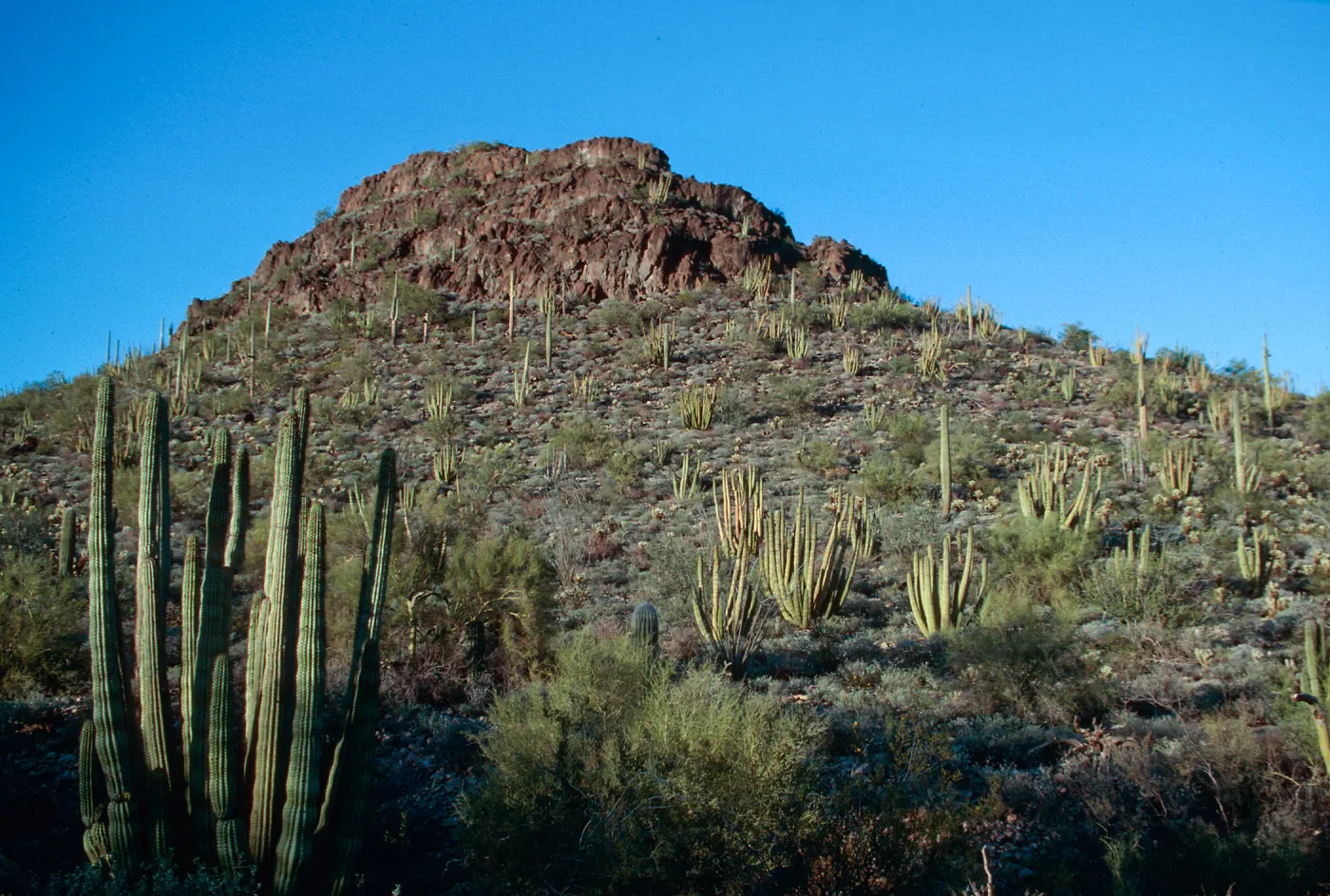 Organ Pipe Cactus Nat. Monument