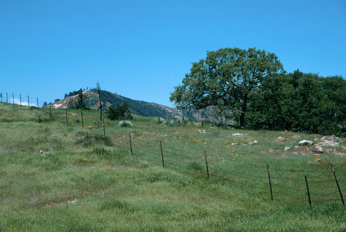 Sedgwick Ranch, Figueroa