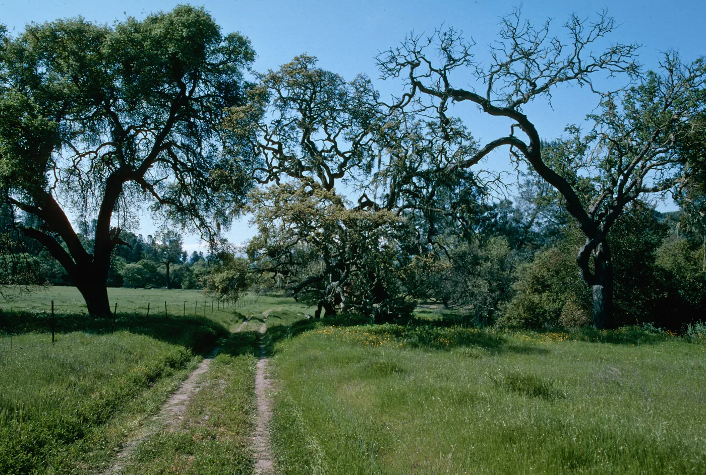 Sedgwick Ranch, Figueroa