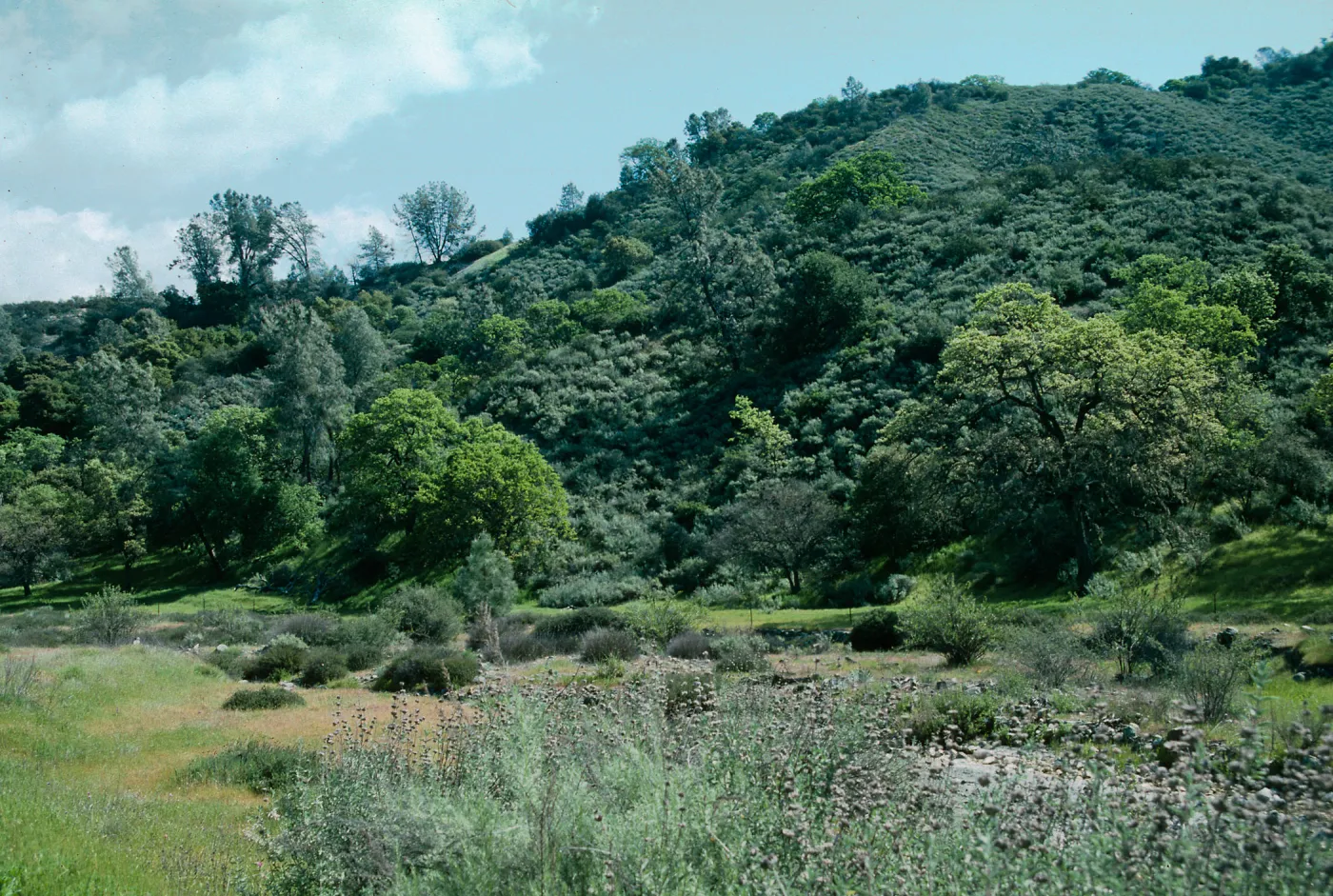 Sedgwick Ranch, Figueroa