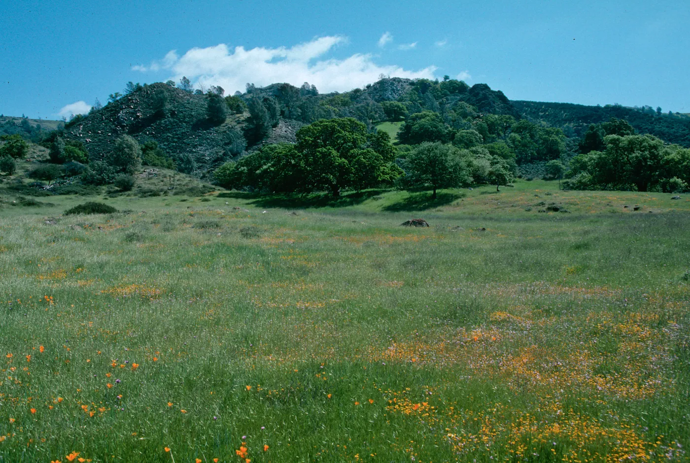 Sedgwick Ranch, Figueroa