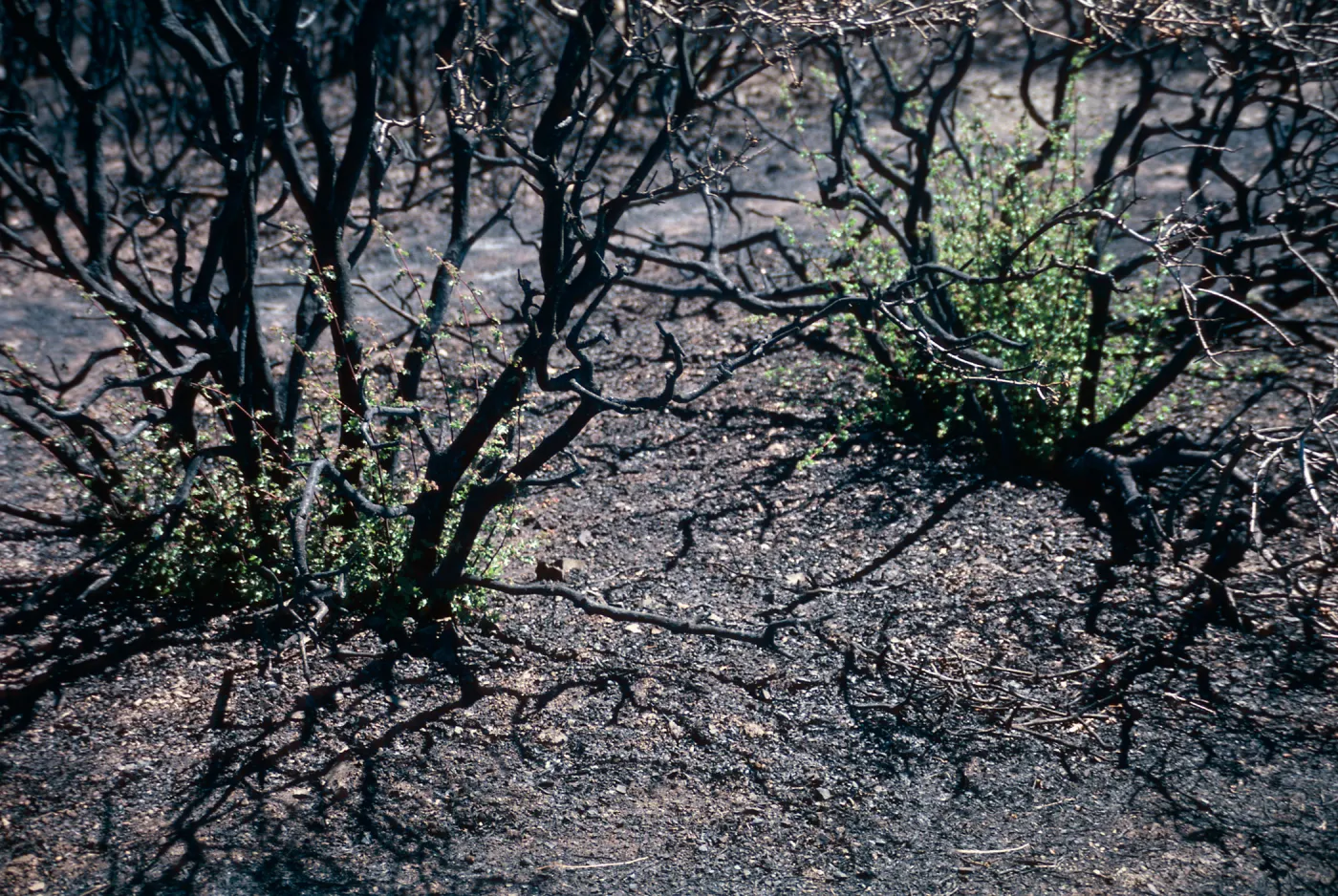 San Luis Obispo
