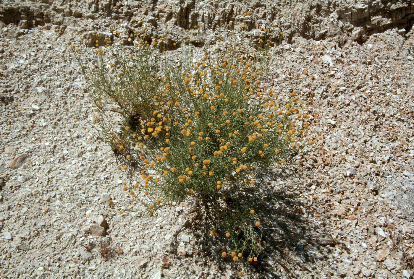 Eastwoodia elegans, Caliente