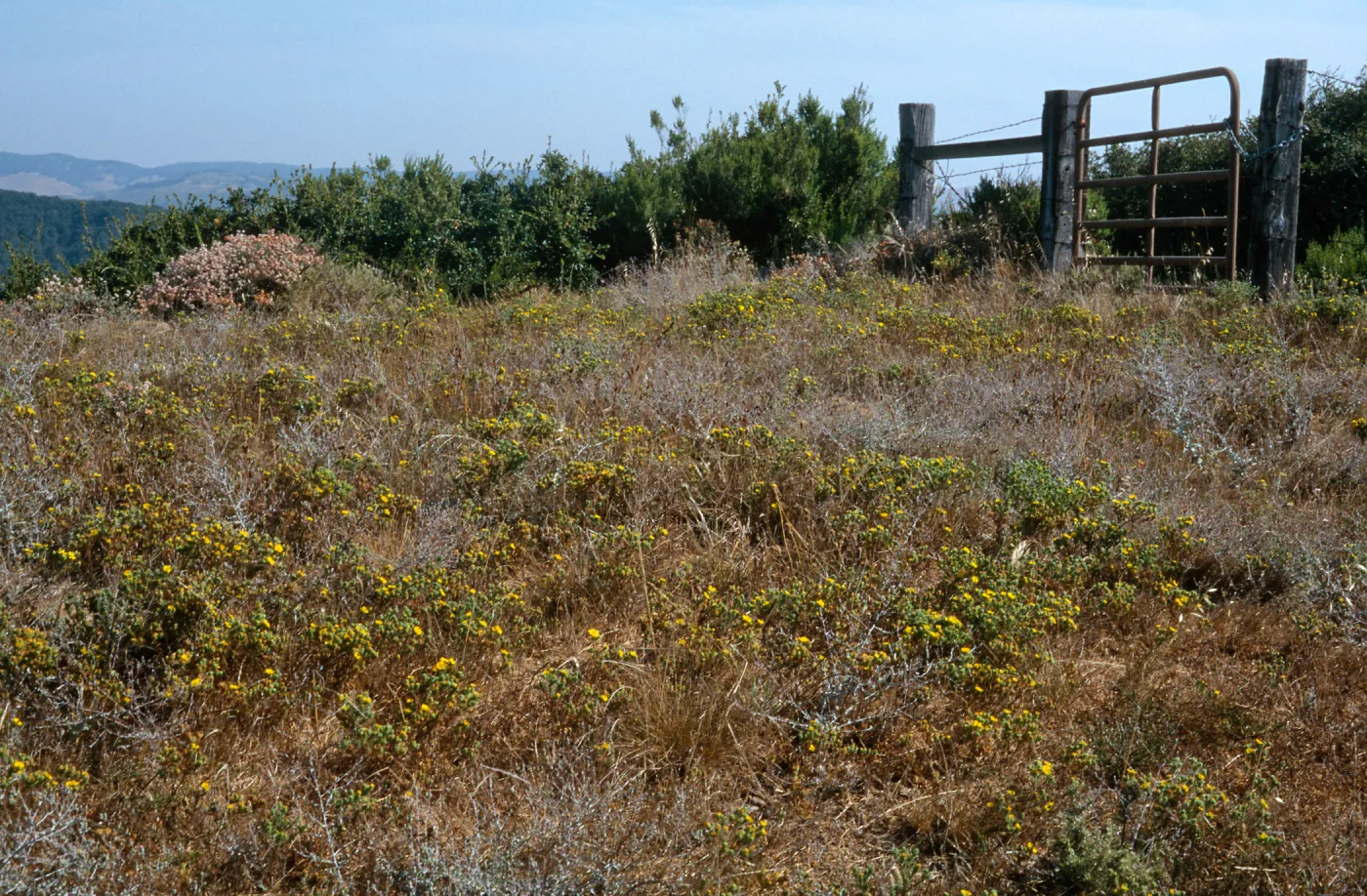 Gaviota Tar Weed, Hollister Ranch