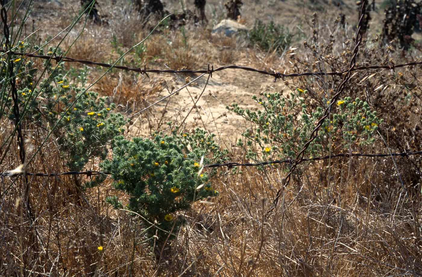 Gaviota Tar Weed, Hollister Ranch