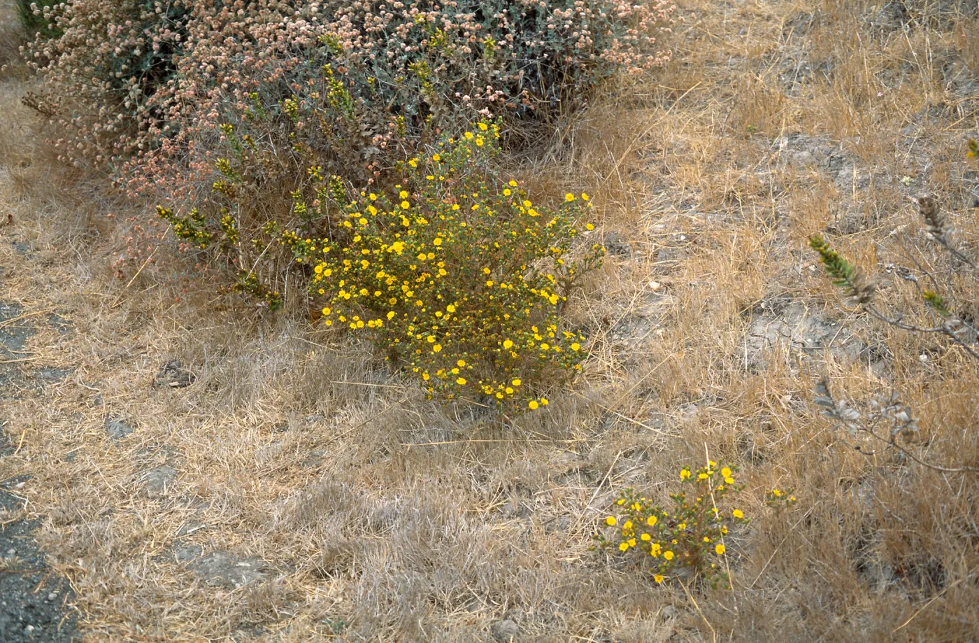 Gaviota Tar Weed, Hollister Ranch