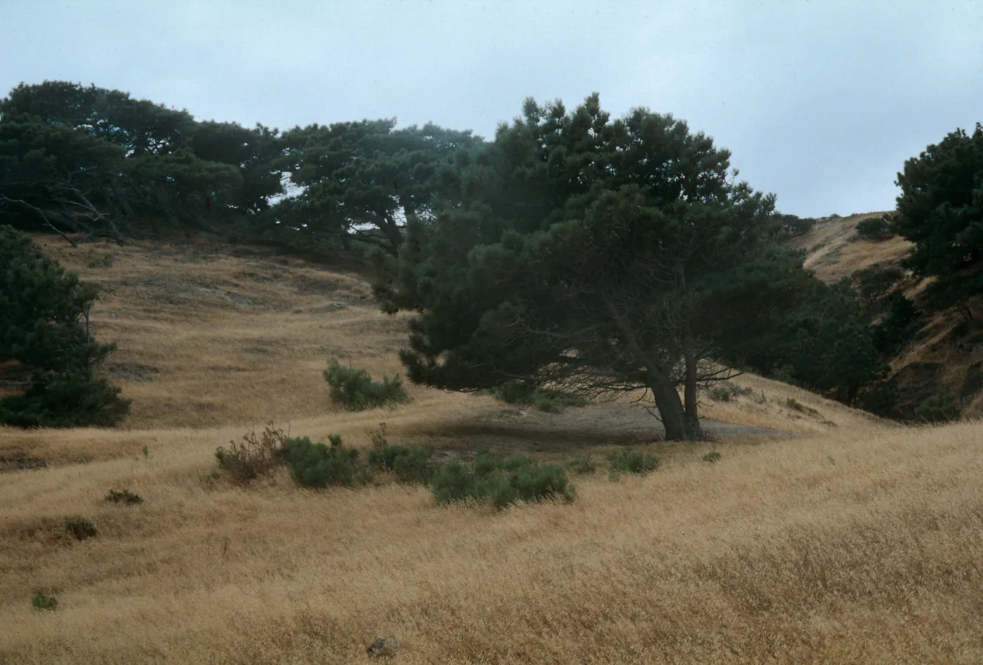 Santa Rosa Island