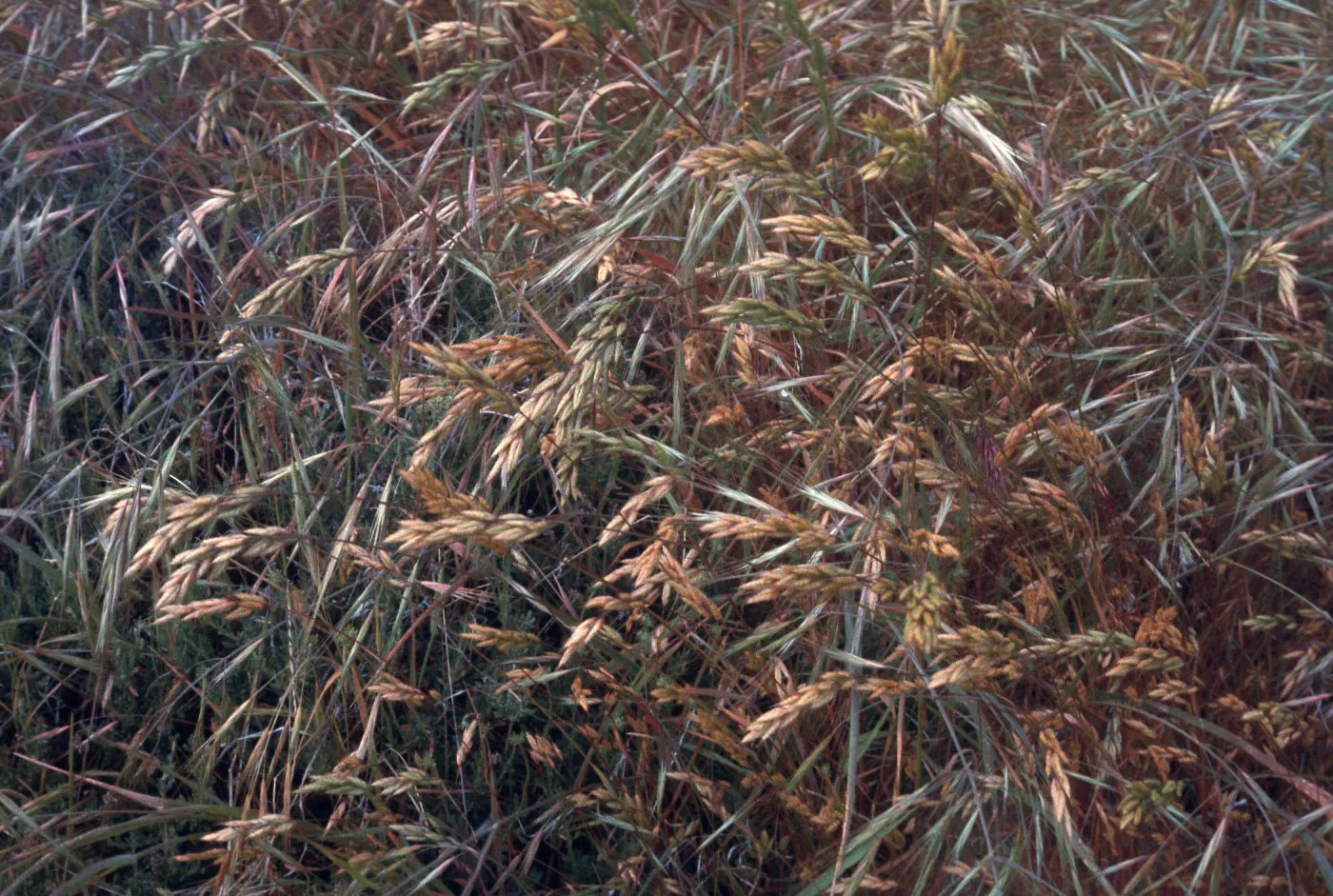 Bromus, Hurricane Deck