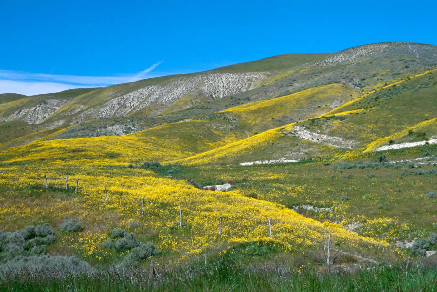 North of Soda Lake, spring 1997