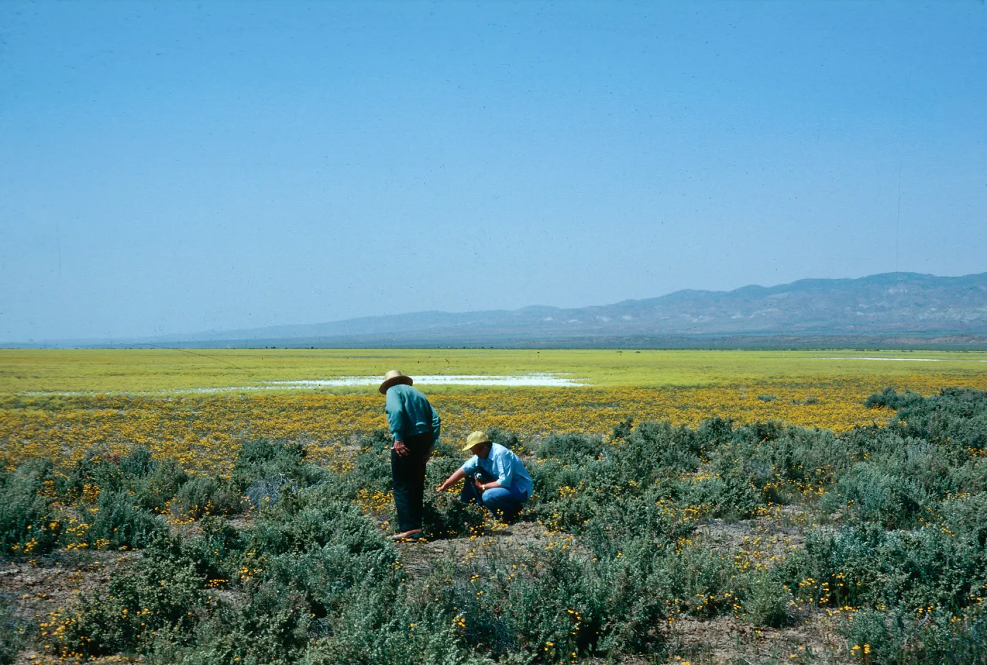 Lepidium, Gold Fields, Soda Lake