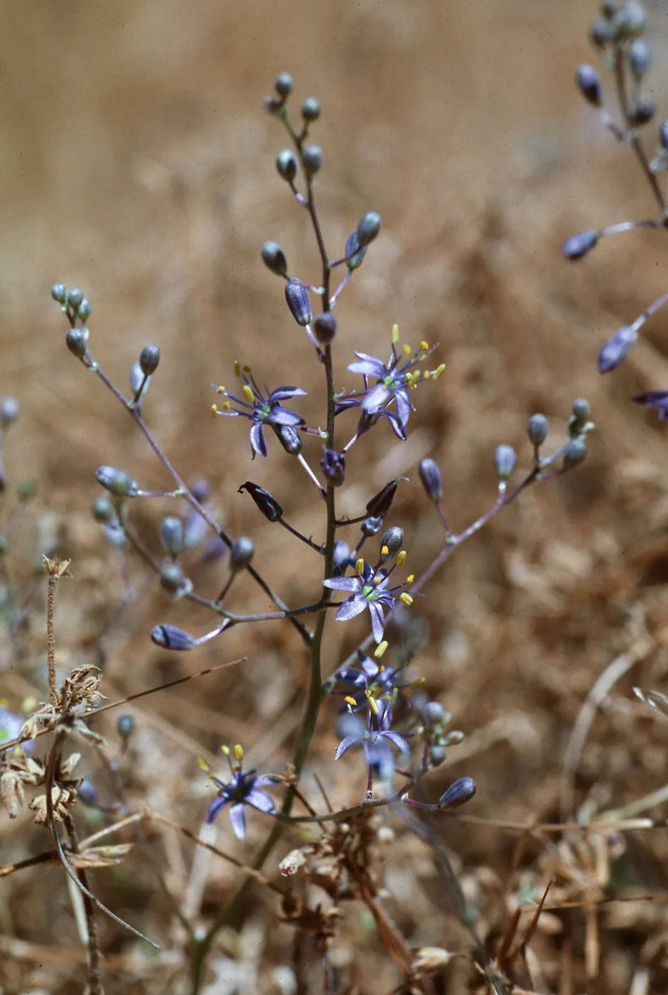 Chlorogalum purpureum v. reductum, Soap Plant, La Panza