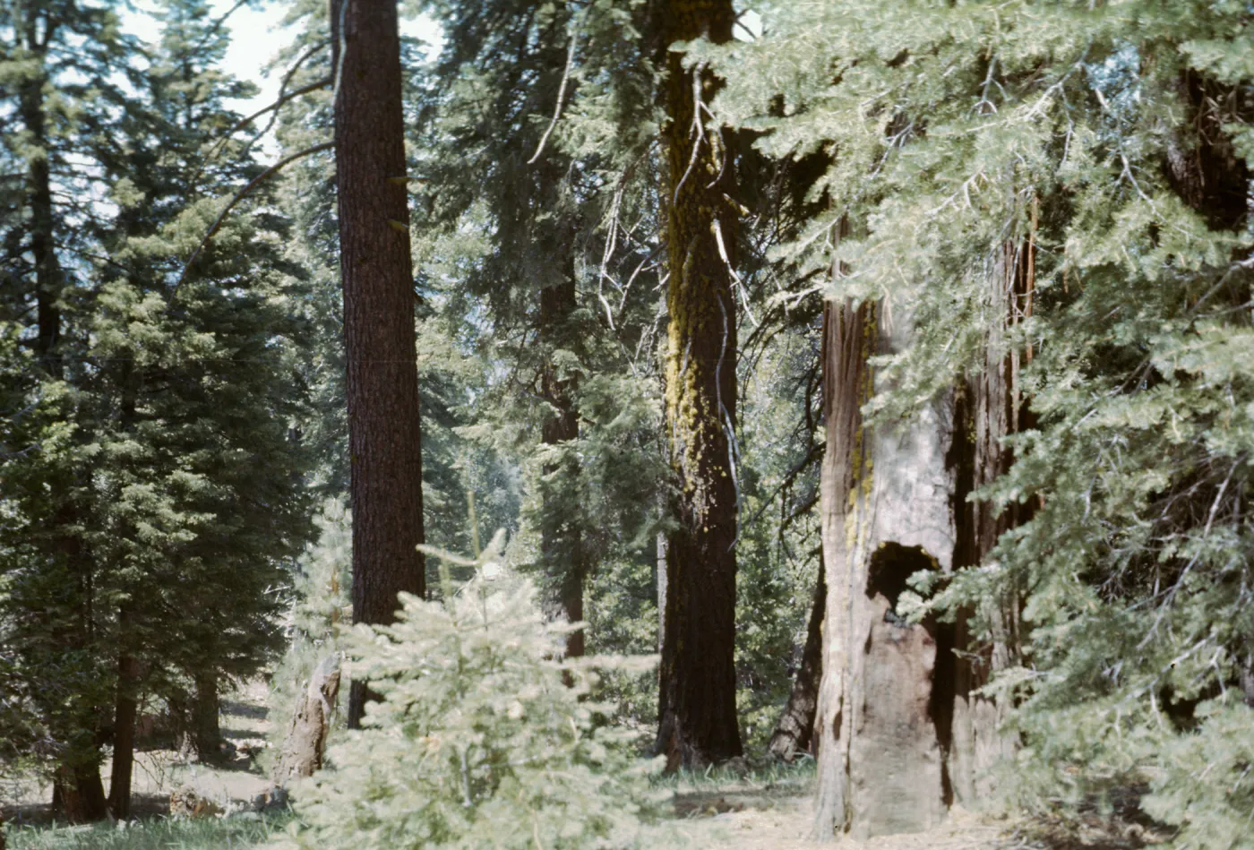 Big Pine ?