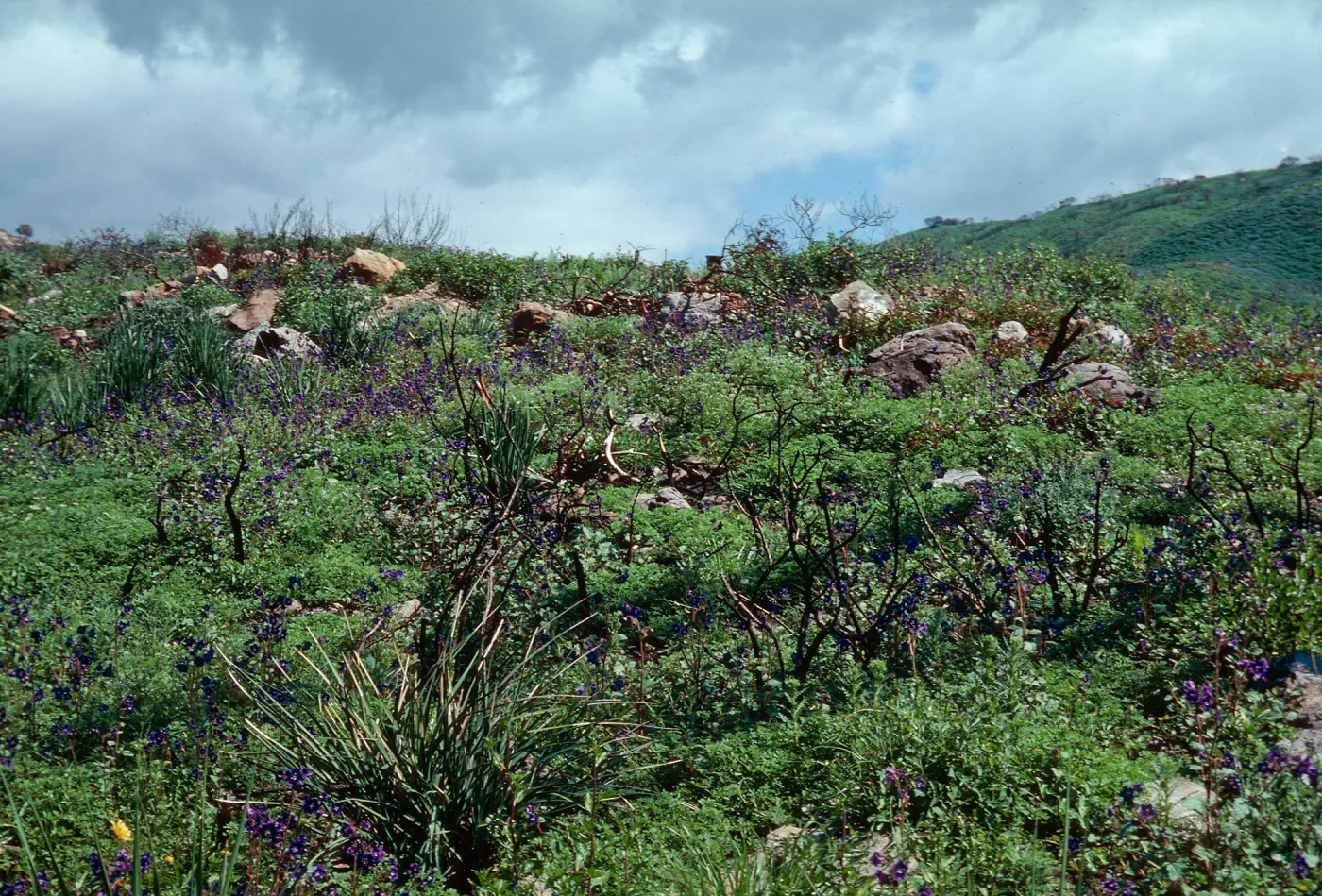 Decker Road burn, Santa Monica Mountains