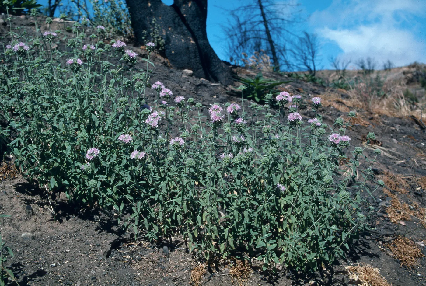 Monardella, Highway 58 burn, August 1996, American Canyon