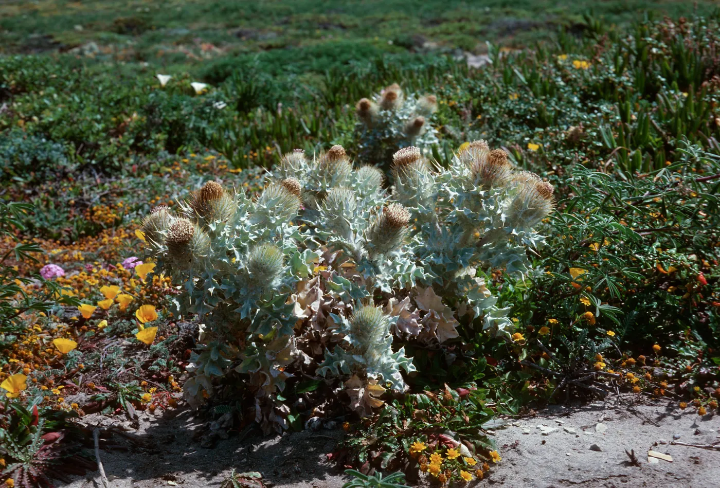 Cirsium, Point Conception