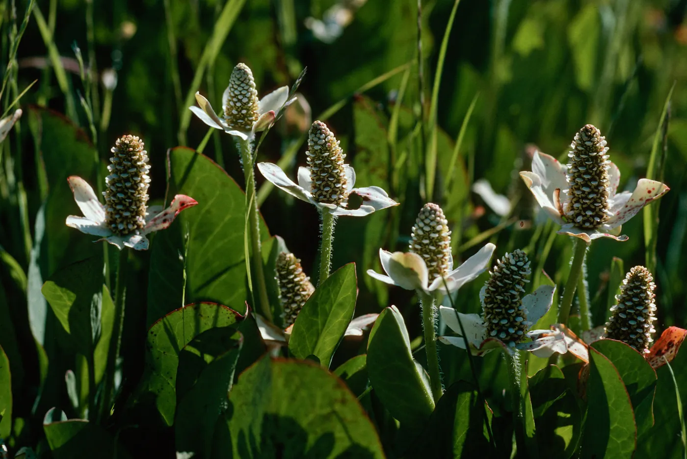 Yerba mansa, Amenopsis californica, Las Flores Ranch