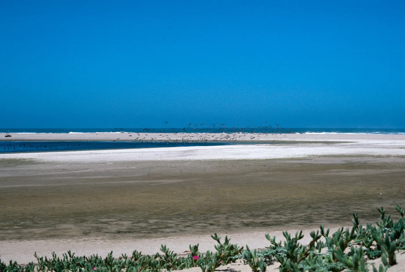 Pelicans, Guadalupe