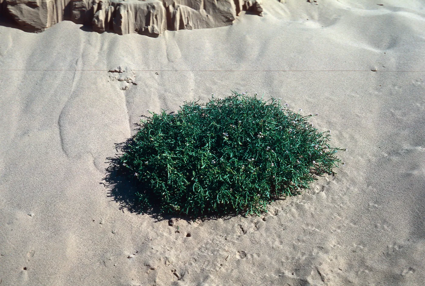 Cakile maritima, Guadalupe Dunes