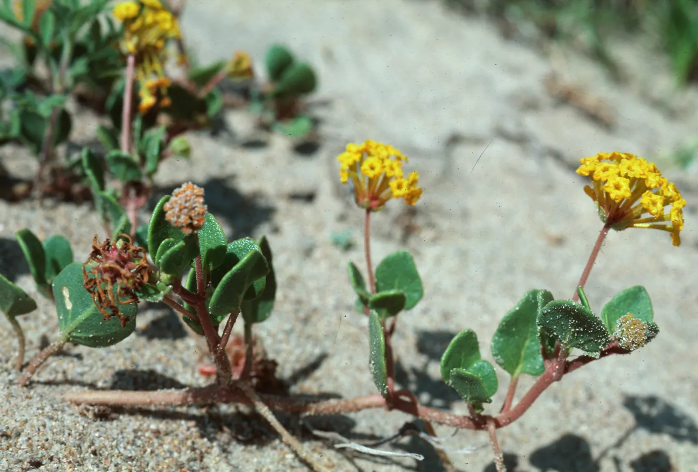 Guadalupe Dunes