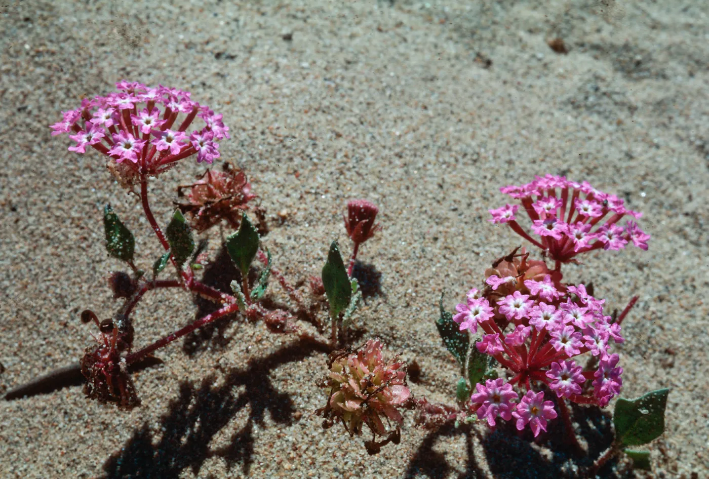 Sand verbena, Guadalupe Dunes