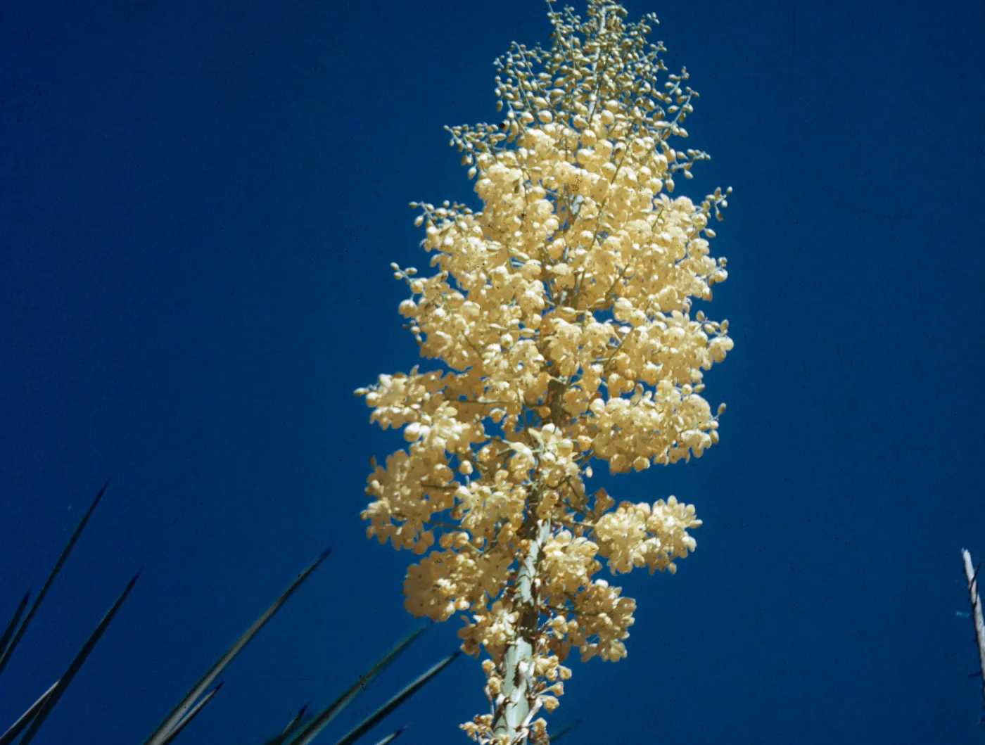 Yucca