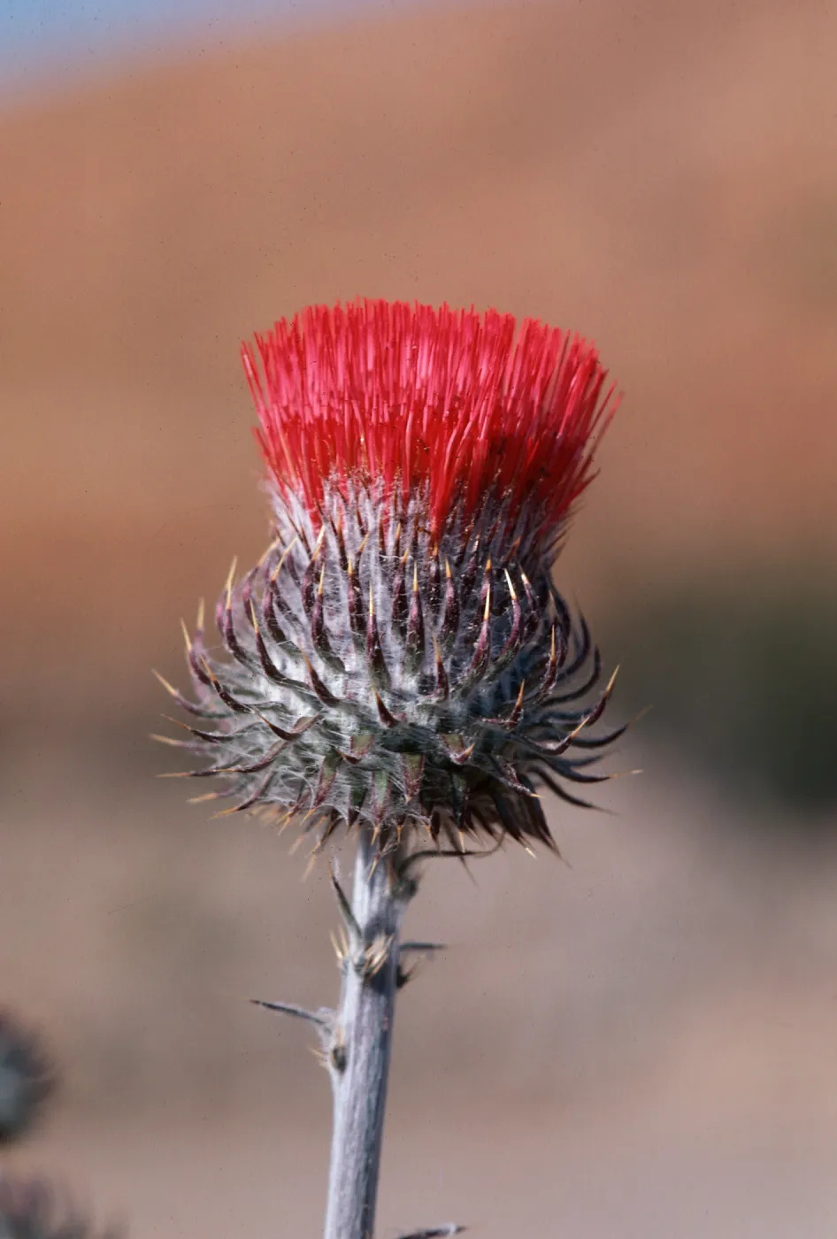 Cirsium