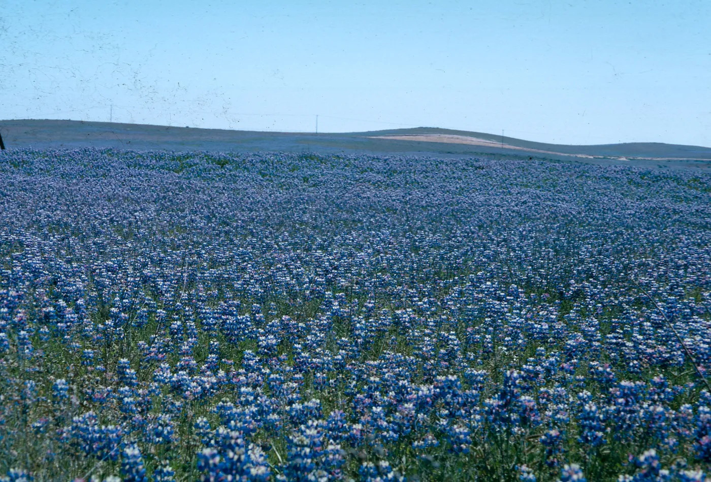 Lupine, Santa Barbara Potrero