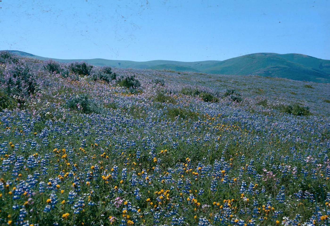 Santa Barbara Protrero