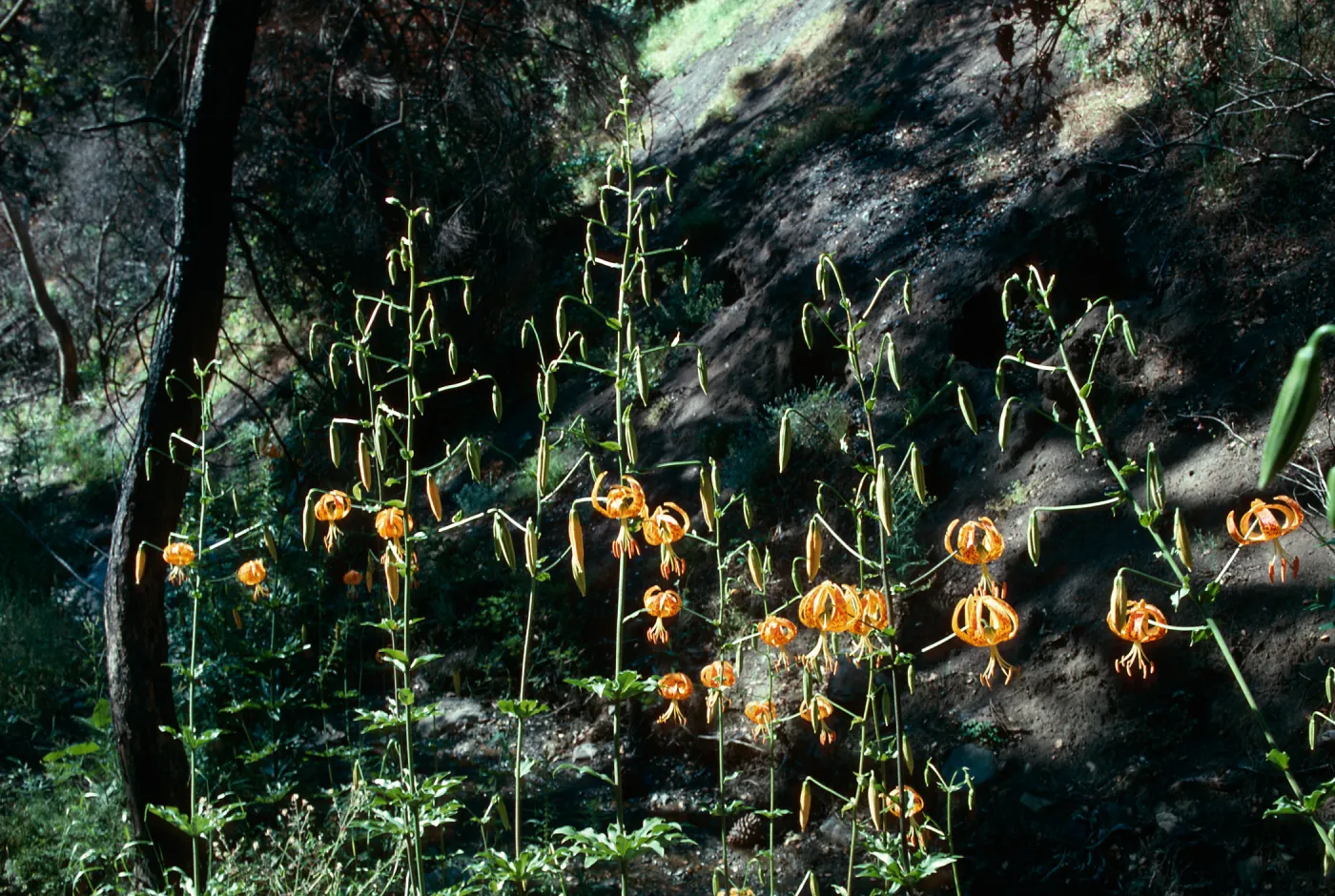 Lilium humboldtii, Cody Road gate .1 mile, 1993 Marre burn
