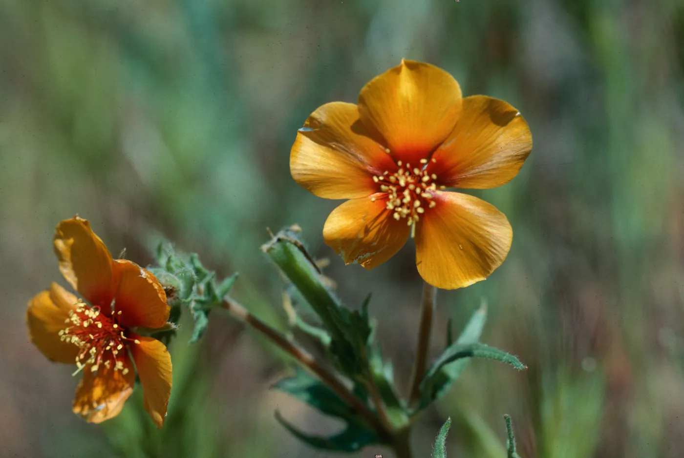 M. pectinata (sic), Shell Crk?