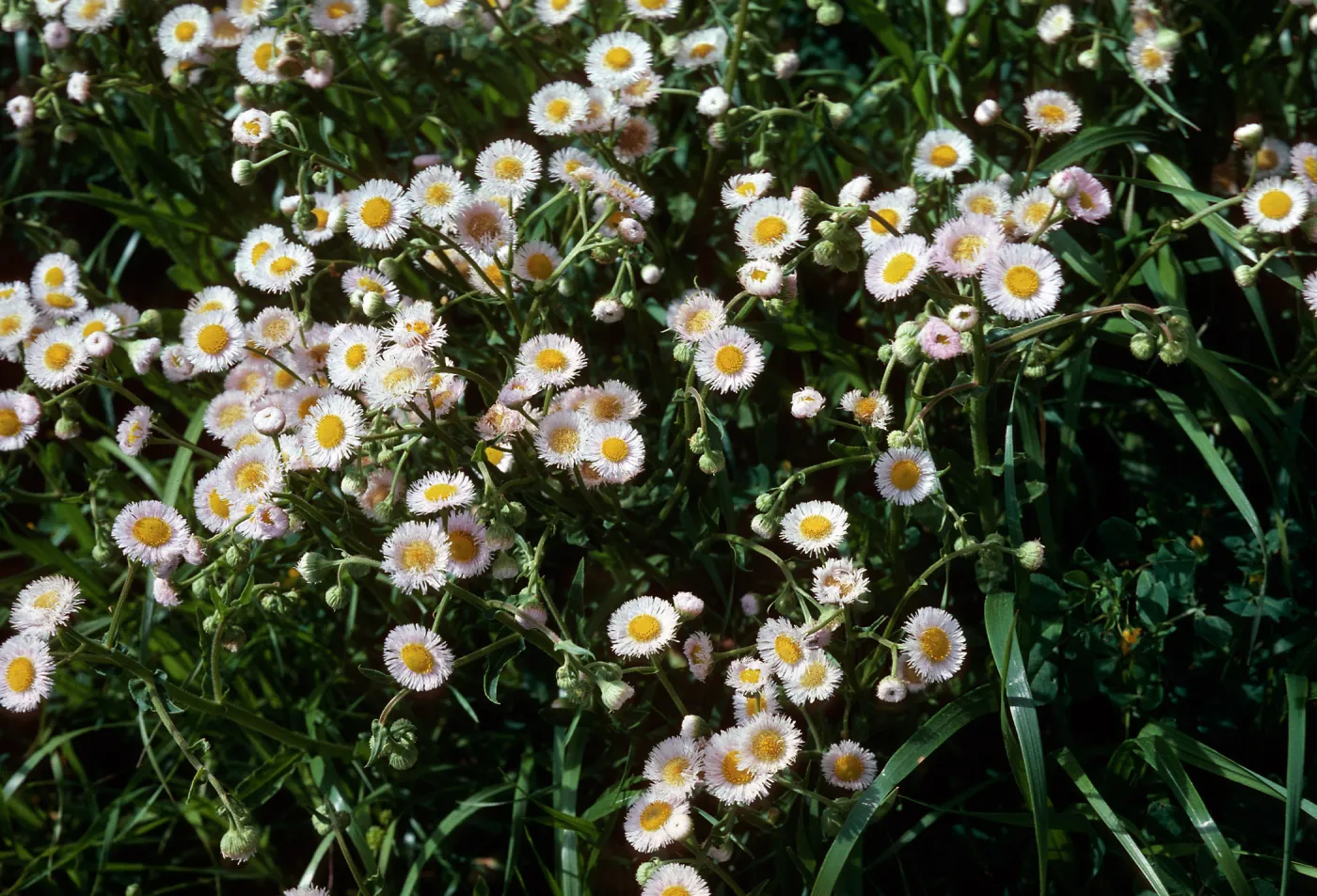 Erigeron philadelphicus, Sainz Ranch