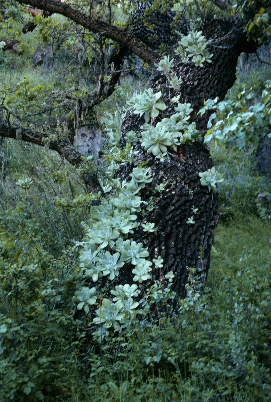Dudleya (liveforevers) on tree