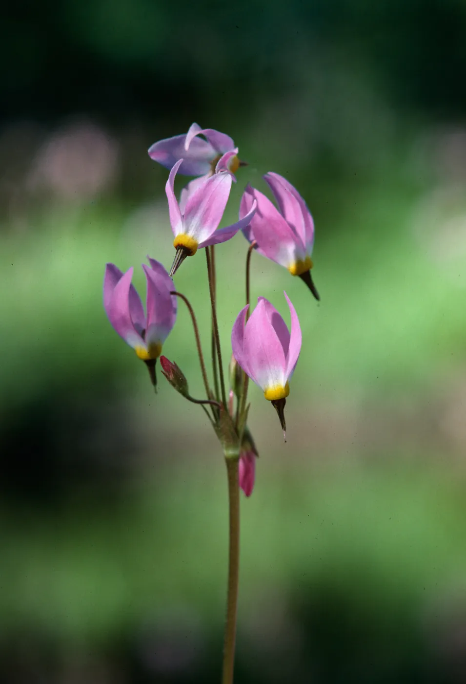 Dodecatheon clevelandii, Courtright Ranch