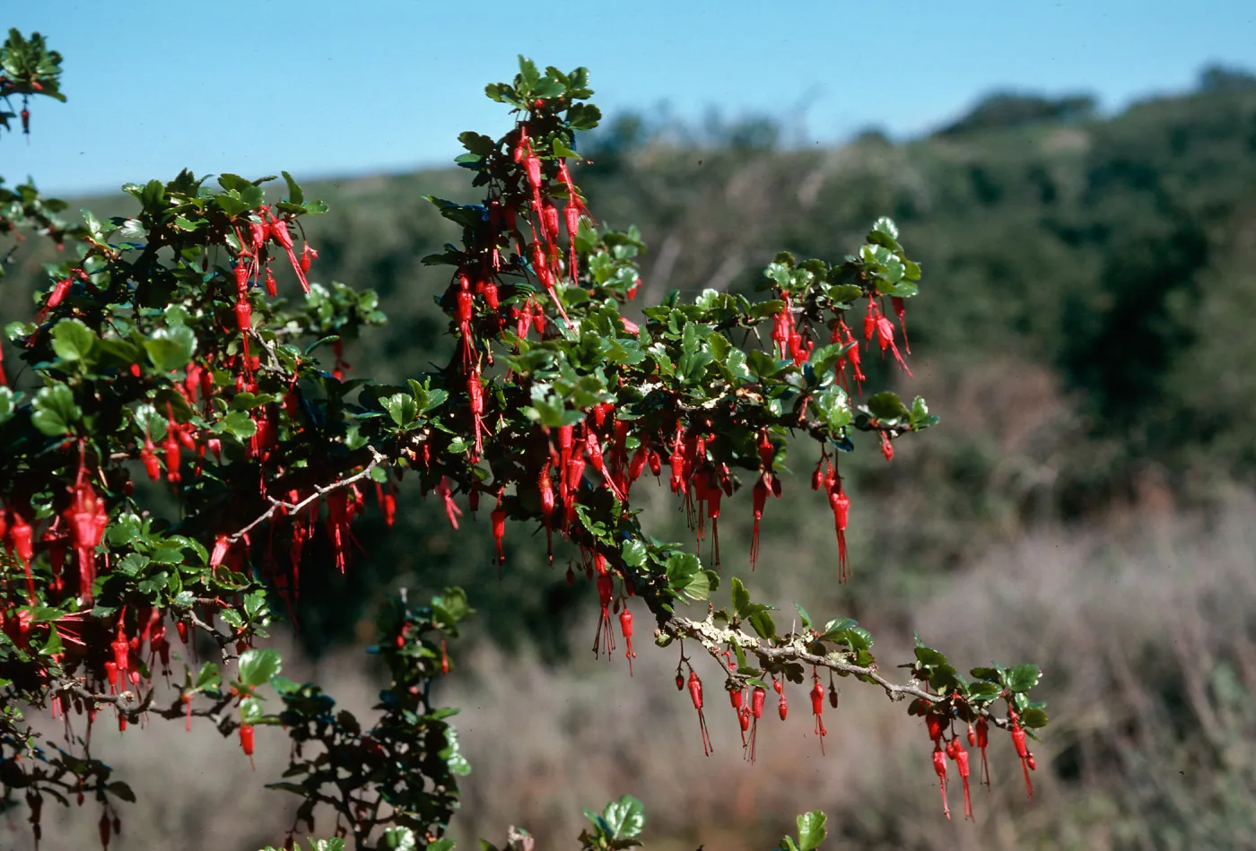 Ribes speciosum