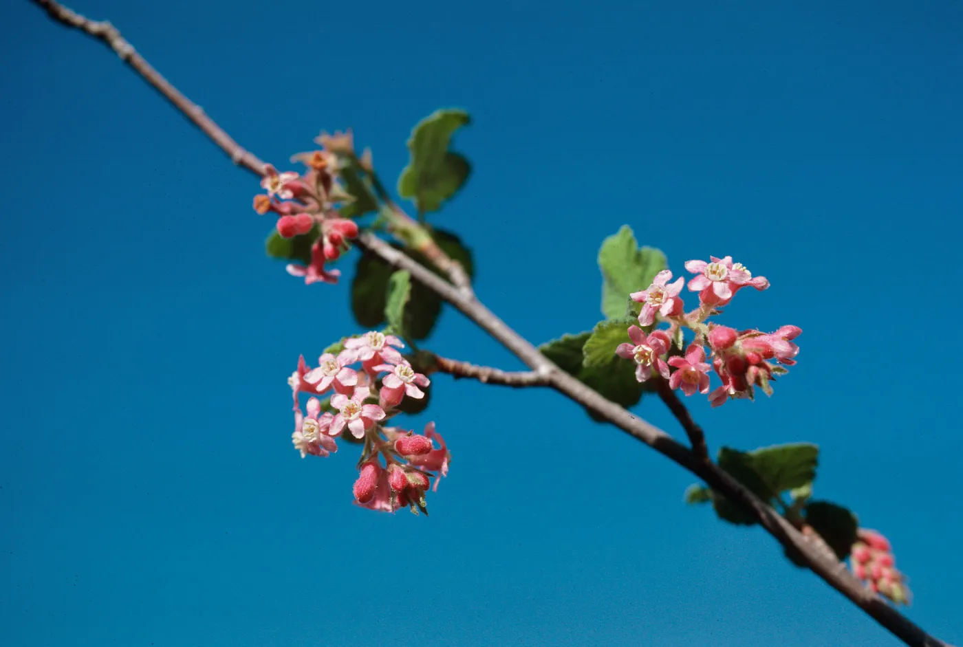 Ribes malvaceum