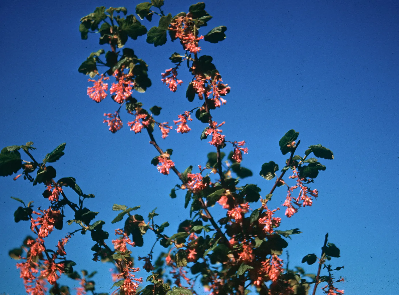 Ribes (Currant, Gooseberry )