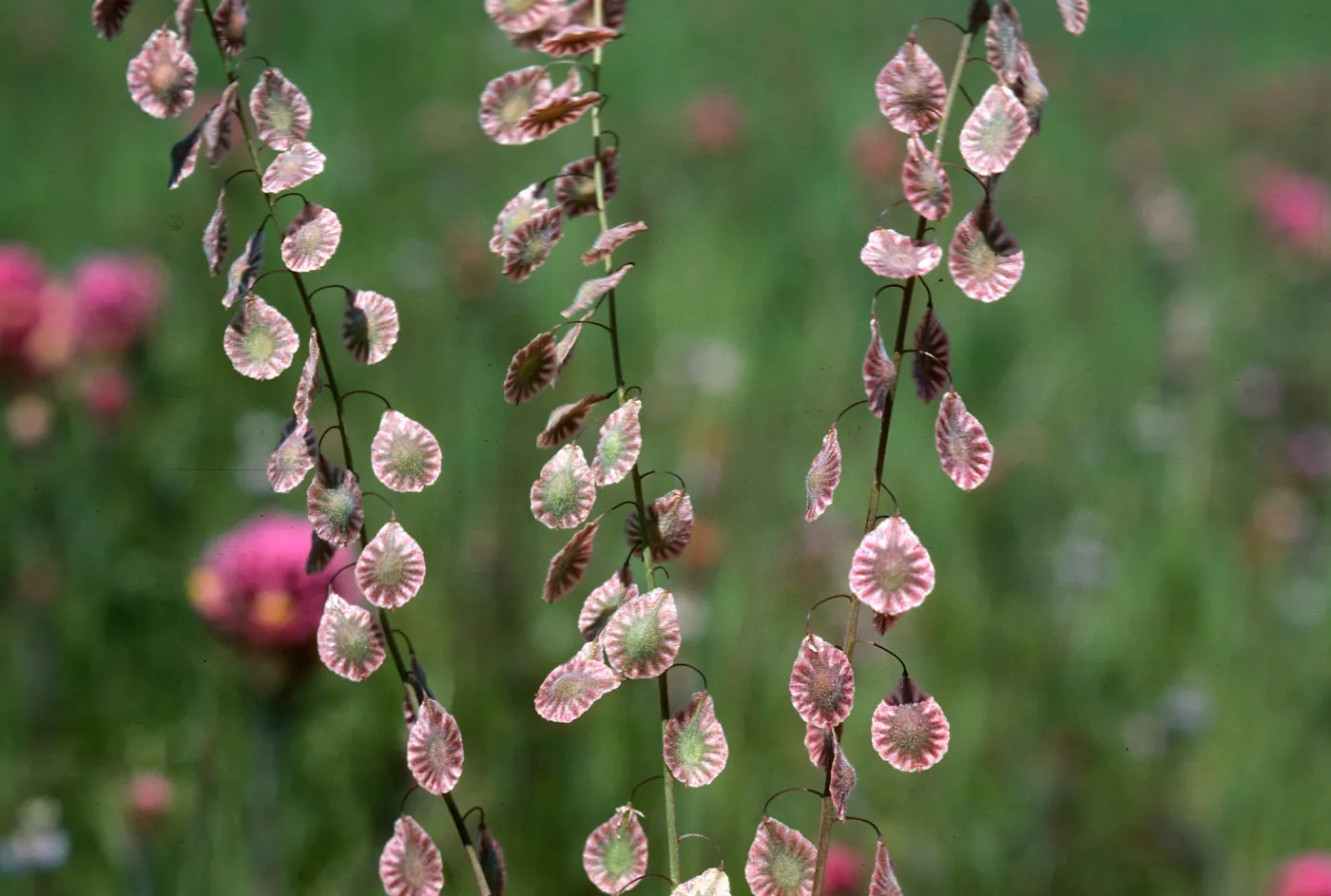 lace pod