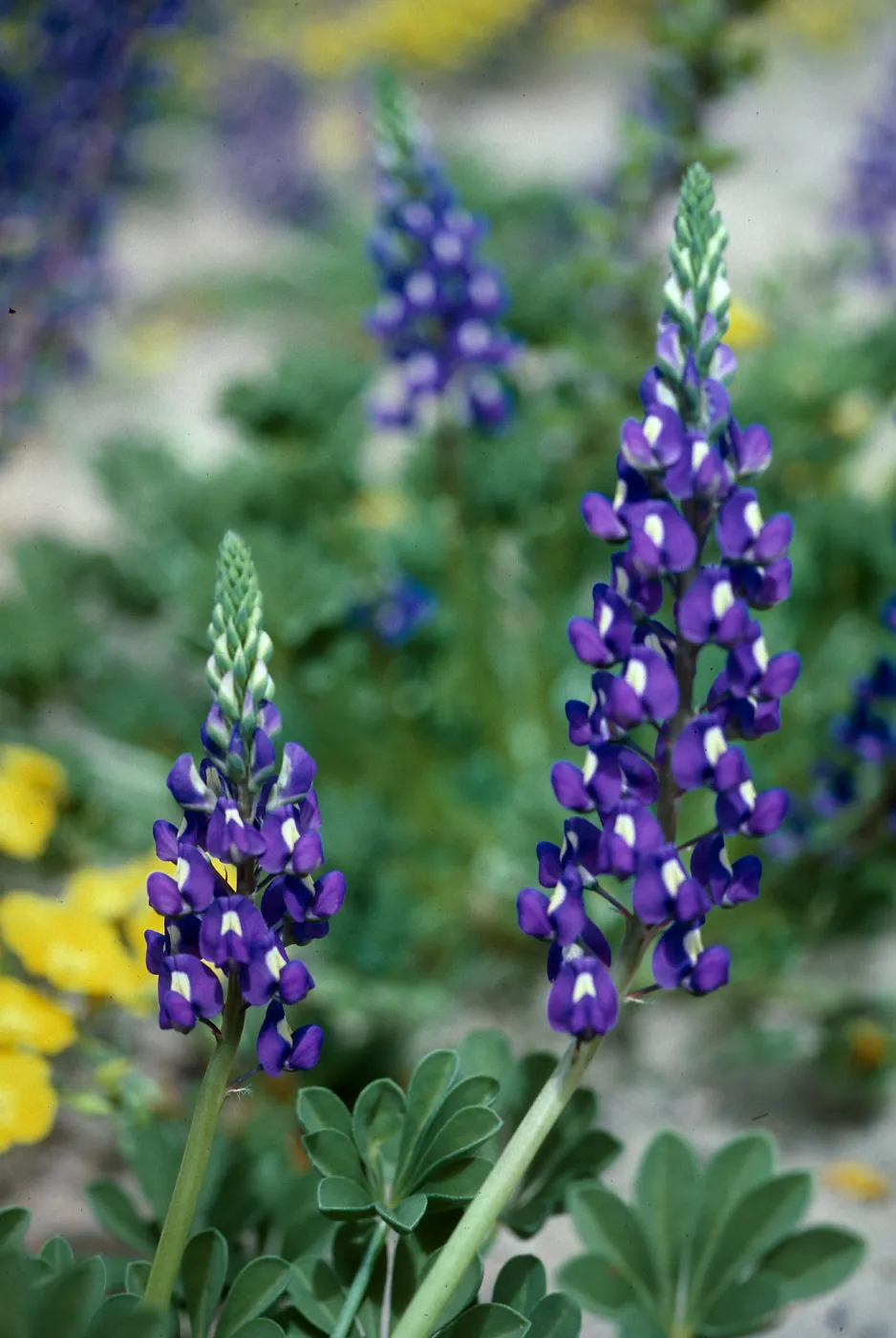 saddleback (Lupine)